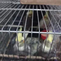 سه عددجوجه عروس هلندی دو سه ماه
