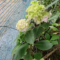 گل هفت رنگ