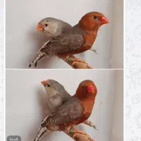 فنج