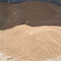گندم درشت