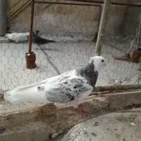 کبوتر نر سرور و تخم کبوتر
