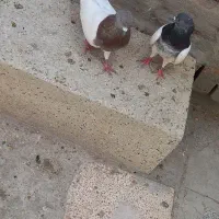 یک جفت باشلی