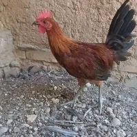 خروس لری عشایری نسل قدیم