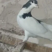 کفتر