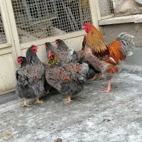 جوجه ی (مرغ و خروس) ویاندوت(بولورد)