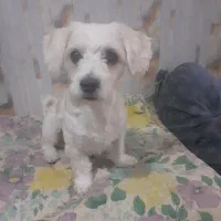 واگذاری سگ خانگی شیتزو نر ۲ ساله