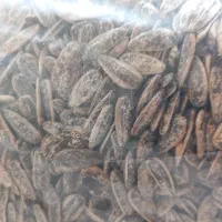 فروش عمده و تک و بازاریاب حضوری جهت پخش تخمه