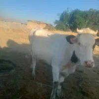سلام یه راس گاو که یک شکم زایده