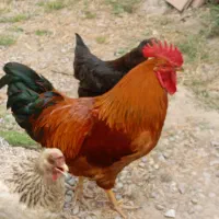 خروس محلی گلپایگانی