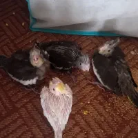جوجه عروس هلندی