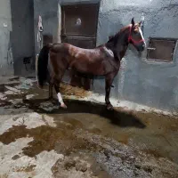 سیلمی معروف کرد معراج