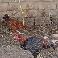 معاوضه خروس لاری