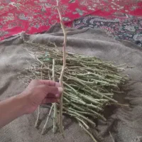 ترکه احمد آقایی و اکبری