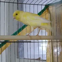 فروش قناری نر