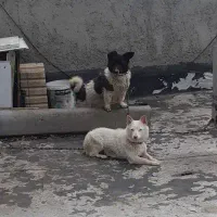 پاکوتاه