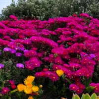 گل طبیعی زیبا قرمز