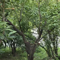 ویلای نوستالژی با درختای میوه