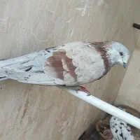 کفتر|پرنده|فشاپویه, |دیوار