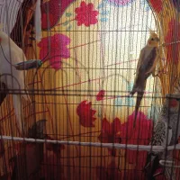 عروس هلندی مولد