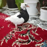 جوجه طوقی نر