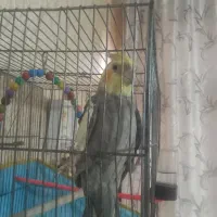 عروس هلندی
