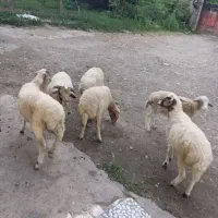 گوسفند نر وماده