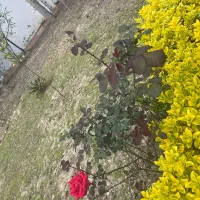 زمین-مسکونی