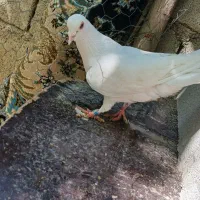 سلام|پرنده|سملقان, |دیوار