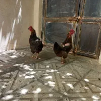 مرغ و خروس