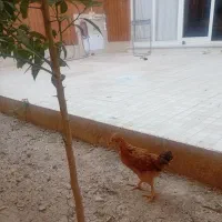 جوجه مرغ. یا همان توتک کاکلی
