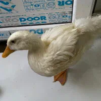 اردک