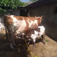 گاوو گوساله سیمینتال