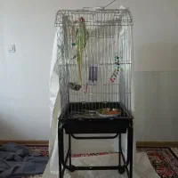 شاه طوطی ماده باقفس بزرگ