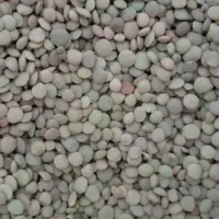 عدسی دیمی خوش پخت