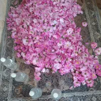 گلاب سمیرم