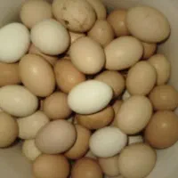 تخم مرغ محلی