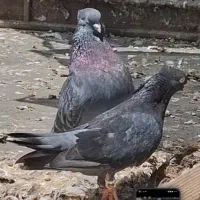 سبز آبادانی کاکل