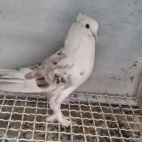 کبوترهماسرور نر آماده