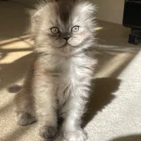 گربه ی اسکاتیش/ نروژی