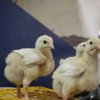حراج جوجه مرغ گوشتی و گلپایگانی