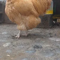 جوجه اورپینگتون