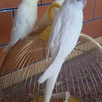 عروس هلندی سخنگو
