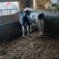 گوساله پای پروار