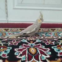 عروس هلندی40 روزه