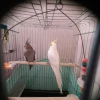 عروس هلندی