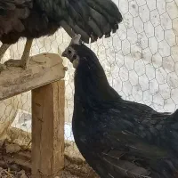 ایام سمانی . سوماترا . ابریشمی . سیبرایت بوف