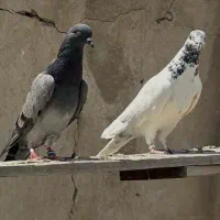 کفتر
