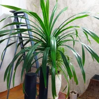 گل پاندانوس ۱۰ساله بسیار سرحال و شاداب