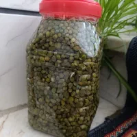 کبرگل امسالی