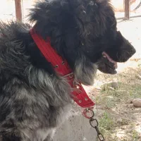 سگ نر قهدرجونی